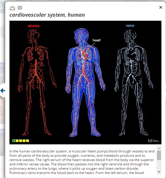 Review the circulatory system | 5th A Saint Andrew