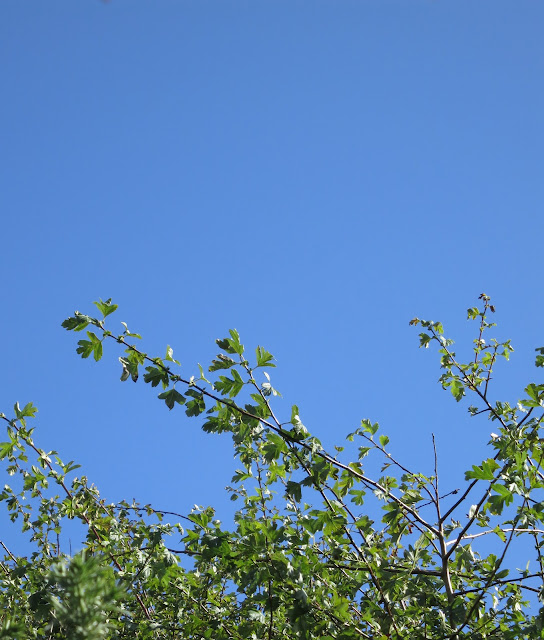Hawthorn leaves against a blue sky