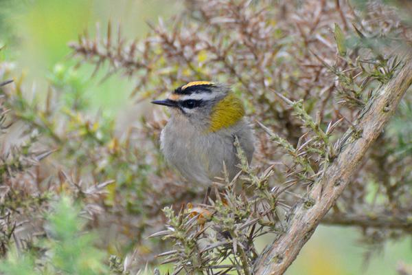 We Bird North Wales: RSPB Conwy sightings board