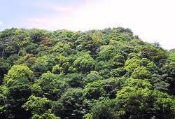 CBSE Class VII (7th) Geography -Chapter 6. Natural Vegetation and Wild