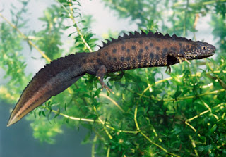 great crested Newt