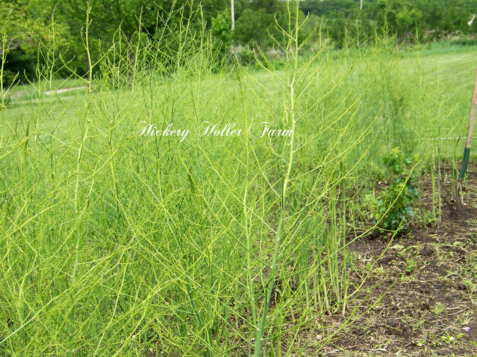 Hickery Holler Farm Putting The Asparagus To Bed