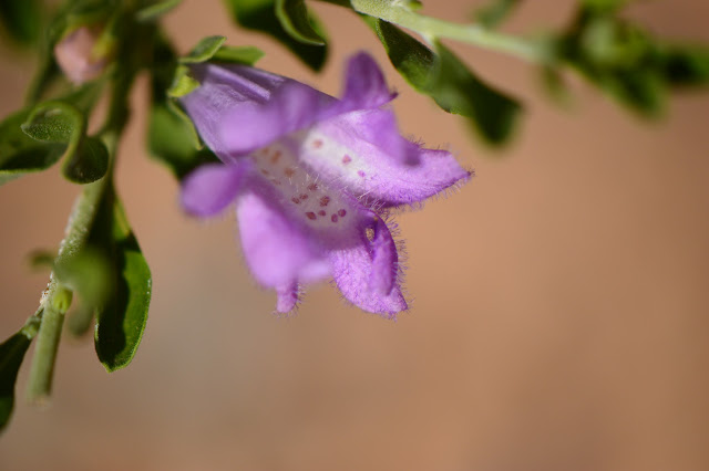 Leucophyllum, Texas Ranger, desert garden, July bloom, flower