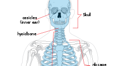 Madara's Epic Battle Between Anatomy and Physiology: Bone Stucture