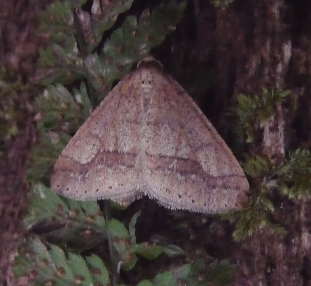 Ceredigion Moths Winter woodland moths