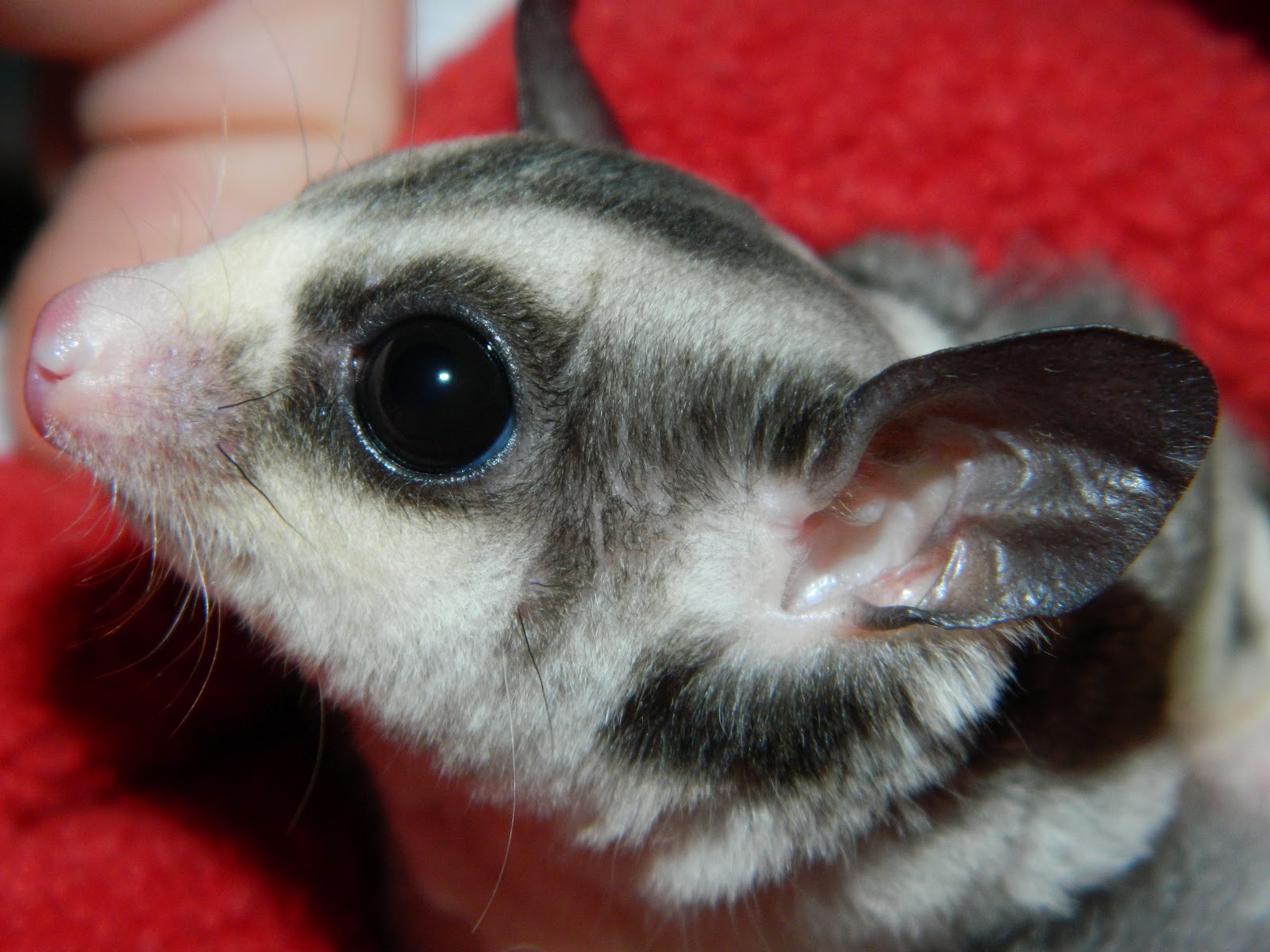 The Compulsive Ramblings Of A Philotherian Best way to trim a sugar