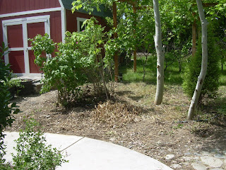 Genius Cafe: Our latest project, a backyard putting green!