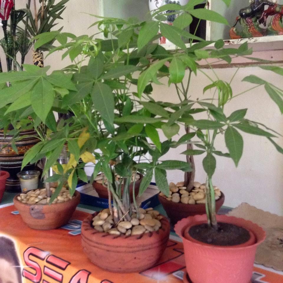 Money Tree Bonsai 101 Prohealthlaw