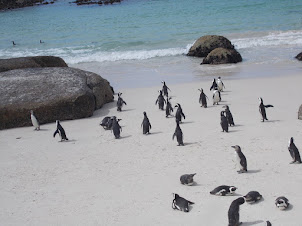 The Penguin Colony at "Boulders Beach".