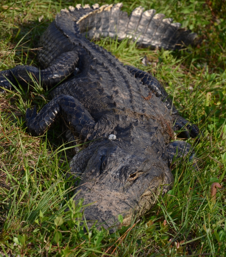 American Alligator Clutch in Everglades Green - Mark Arthur
