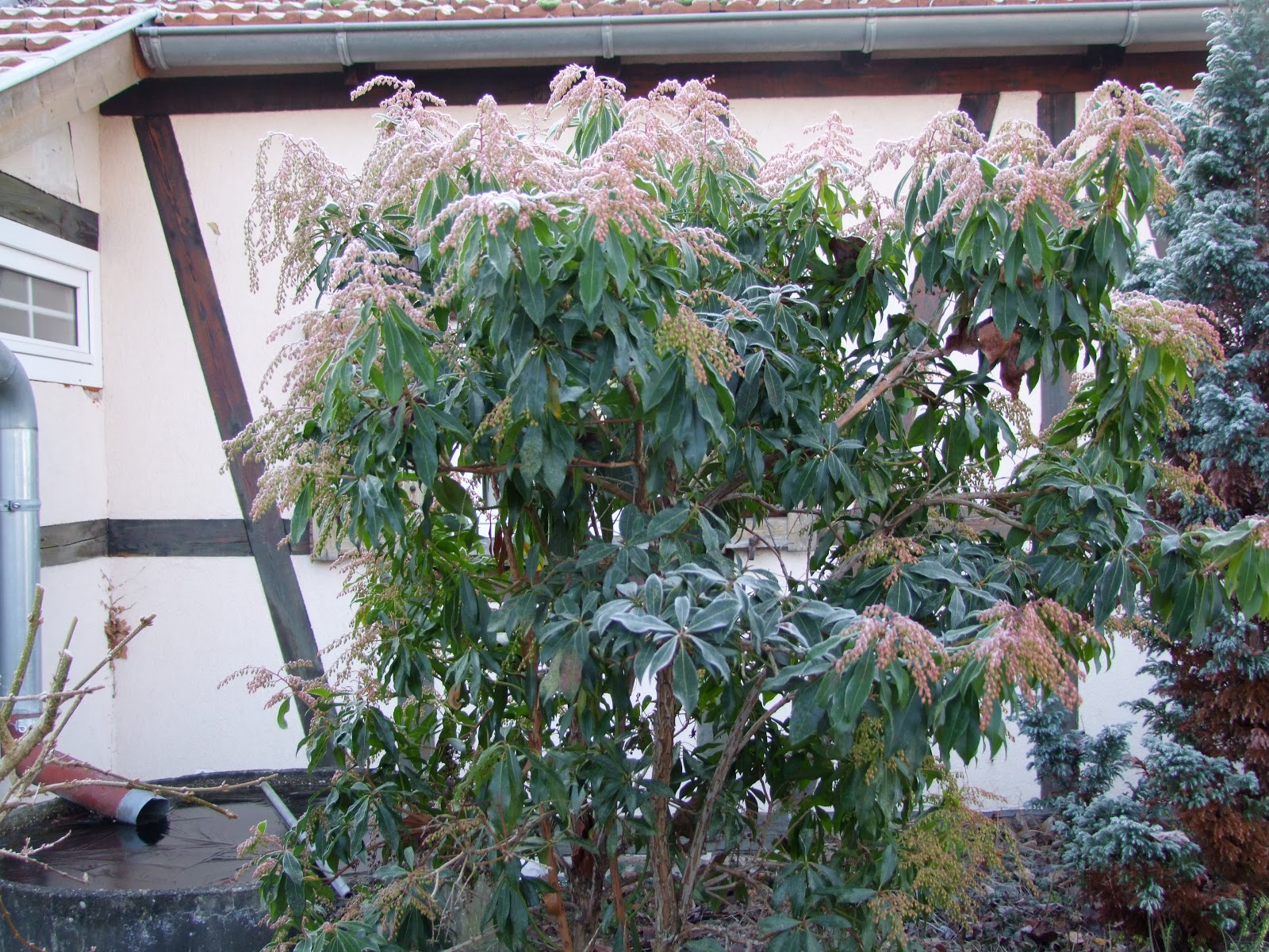 Monkton Elm News Events And Tips Blog Plant Of The Month April