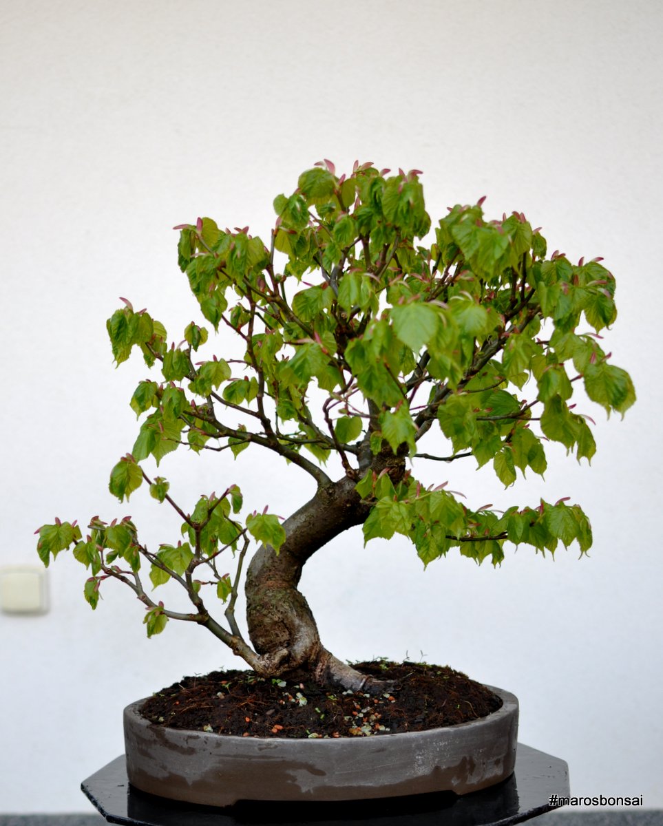 Amazing Monkey Puzzle Tree Bonsai of all time Learn more here 