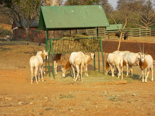 Scimitar Horned Oryx