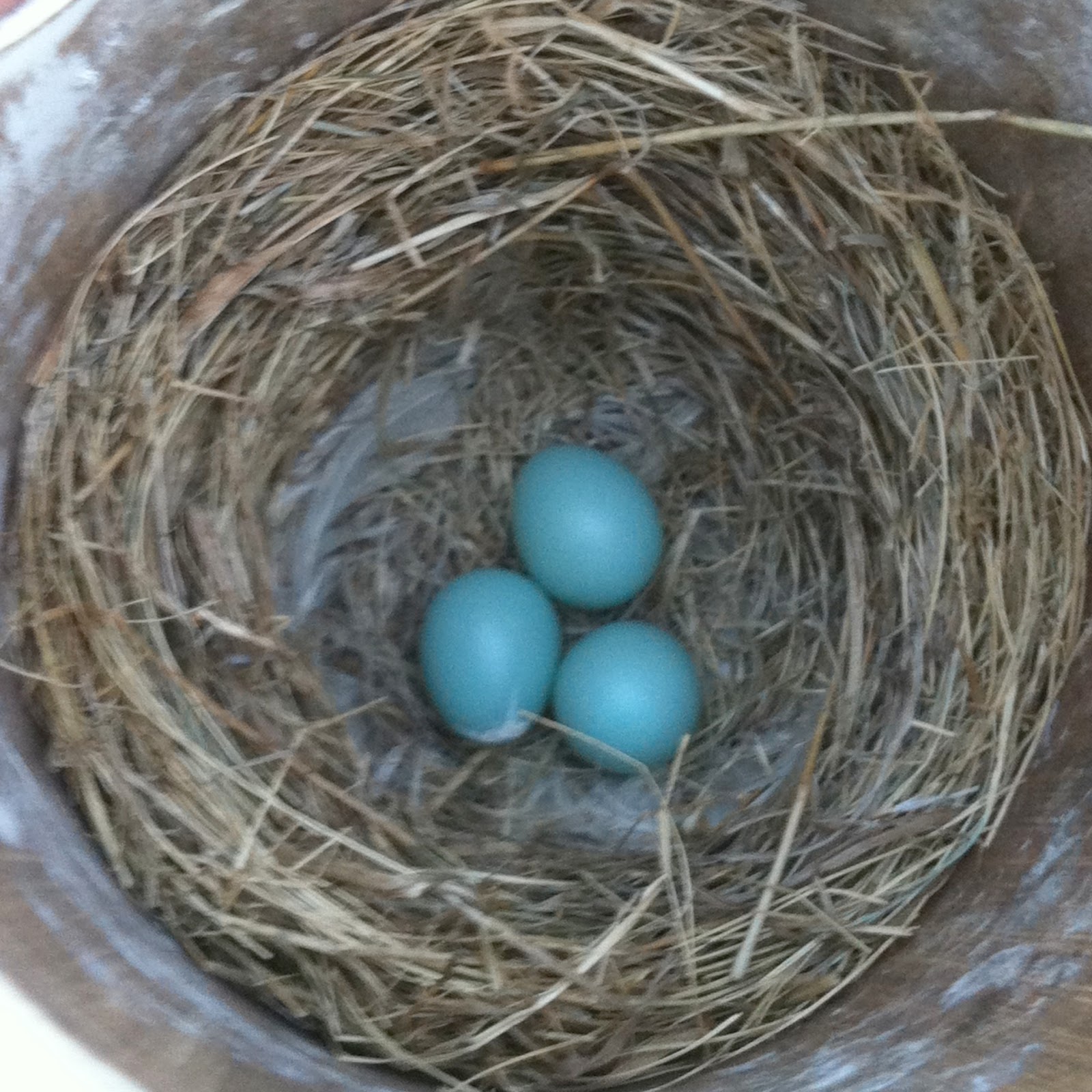 Penelopedia: Nature and Garden in Southern Minnesota: Bluebird Trail