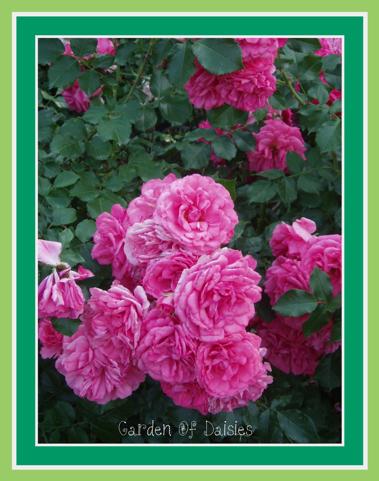 Garden Of Daisies Roses For You!