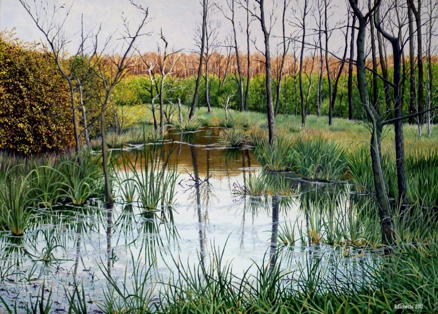 Jezioro Głębokie ( zalane drzewa niedaleko Olchowej polany) , 50 x 70 , olej