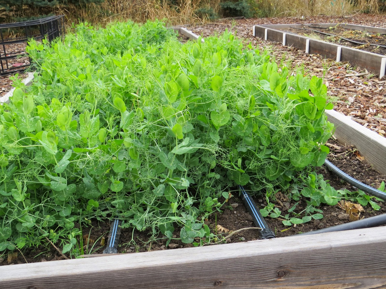 Cover crops followup Susan's in the Garden