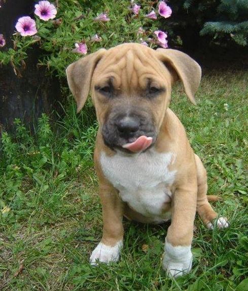 charakter amstaff