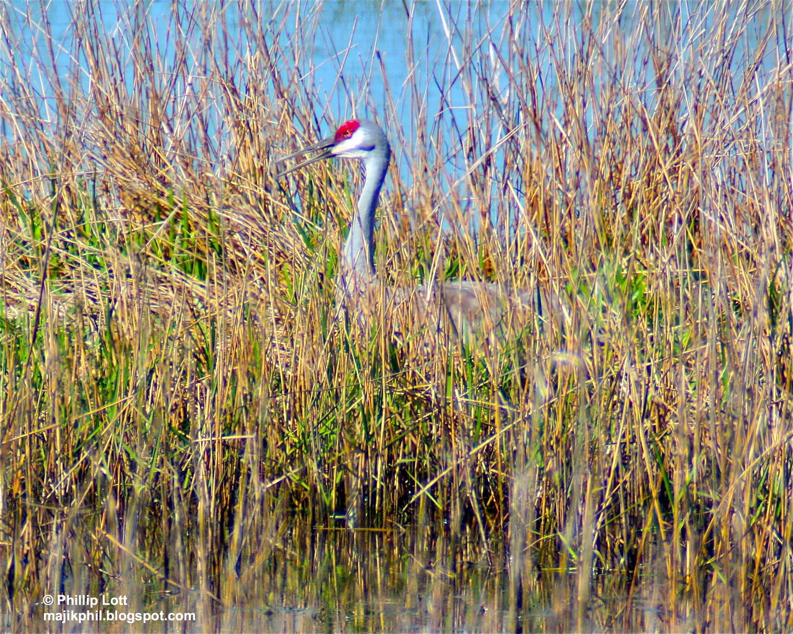 Male Sandhill Crane