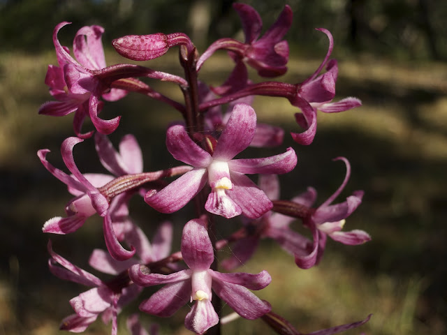 Future Plants By Randy Stewart Climbing Hydrangeas