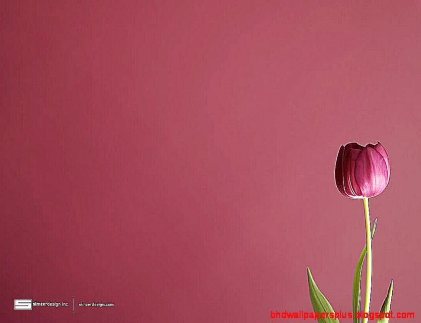 Tulip Wallpaper 15935 Hd Wallpapers in Flowers Tulip Wallpaper 15935 Hd Wallpapers in Flowers