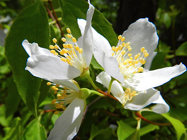 Elaeagnus S Sweet Perfume Overwhelms Starry Scales