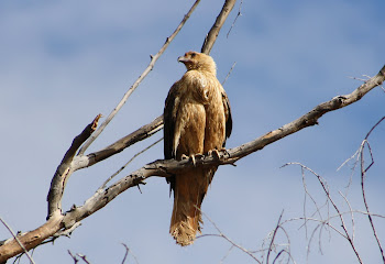 Whistling Kite near Halls Creek
