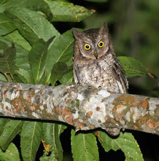 burung hantu celepuk rinjani