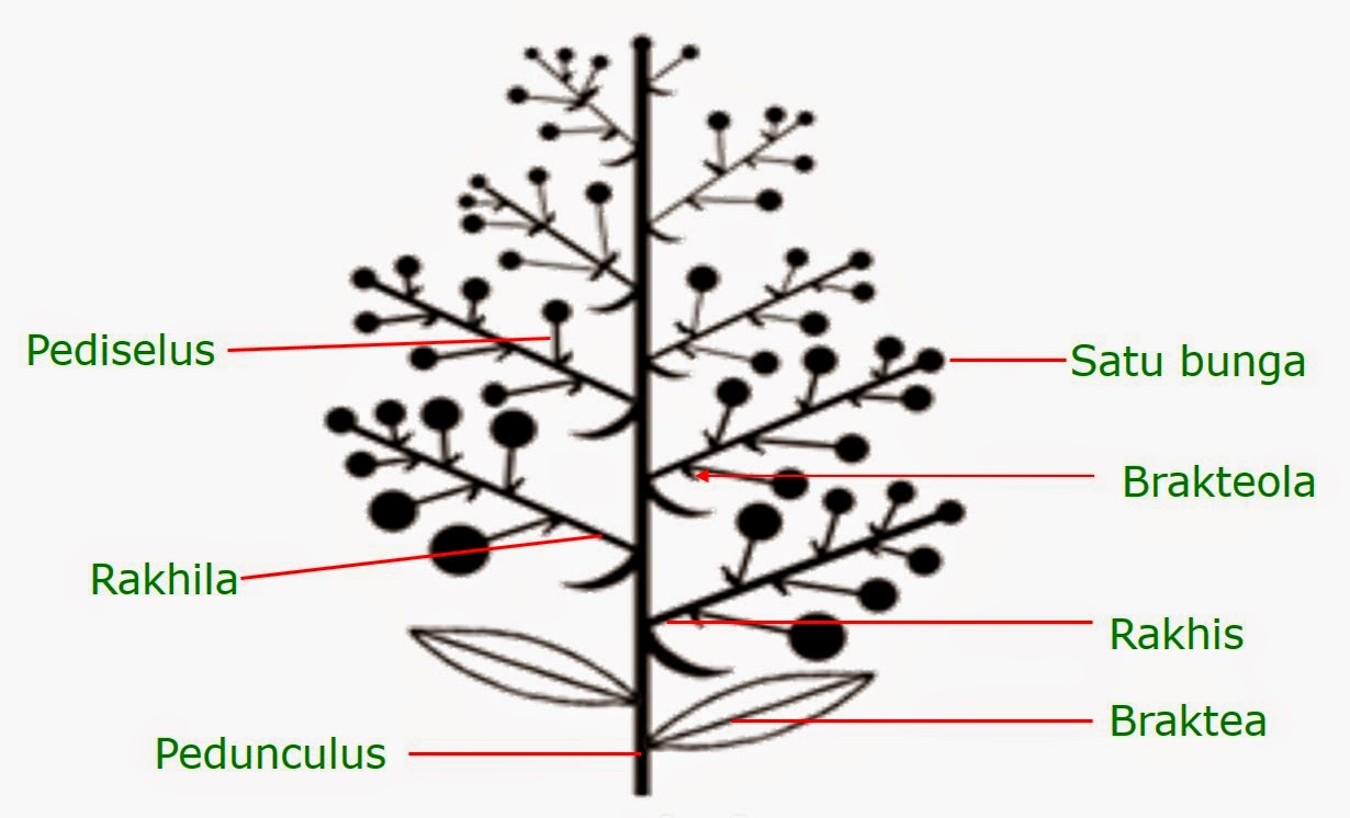 Morfologi Tumbuhan Bunga Majemuk