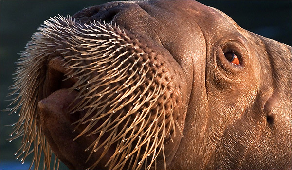 Pacific Walrus Times | Your Stuff Work