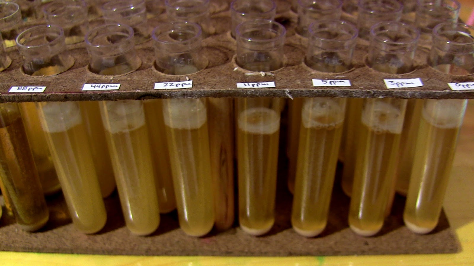 Woodland Brewing Research Yeast Propogation with Aerobic Respiration