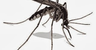 Contoh Binatang Berkaki Enam