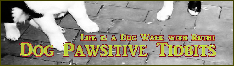 DOG PAWSITIVE TIDBITS