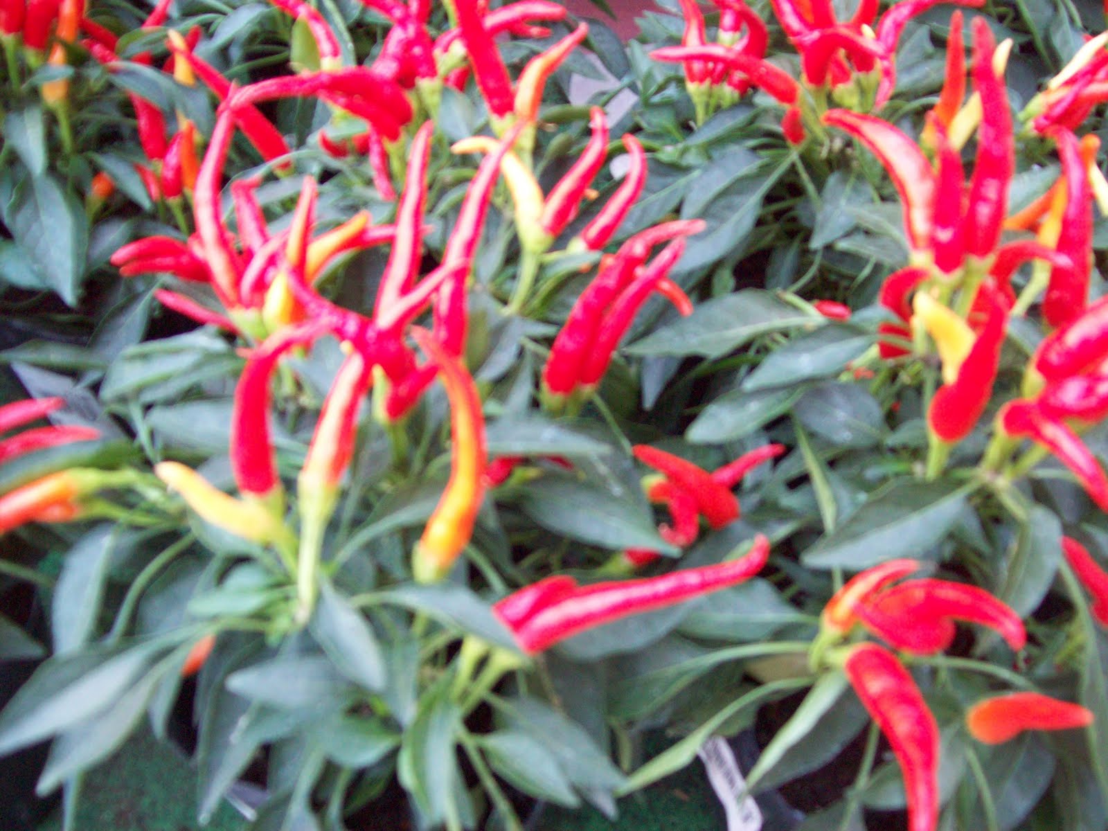 ALL ABOUT JAPAN Dariku khusus untukmu sahabatku.... The Colorful of