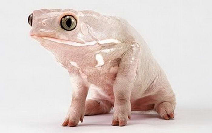 Top World News Funny Hybrids Animals