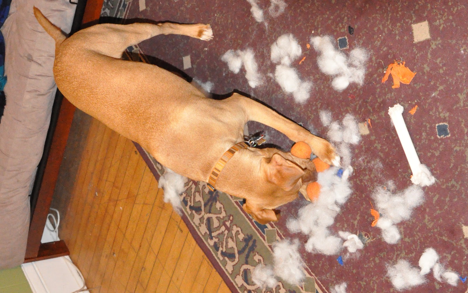 Why Do Dogs Pull The Stuffing Out Of Toys