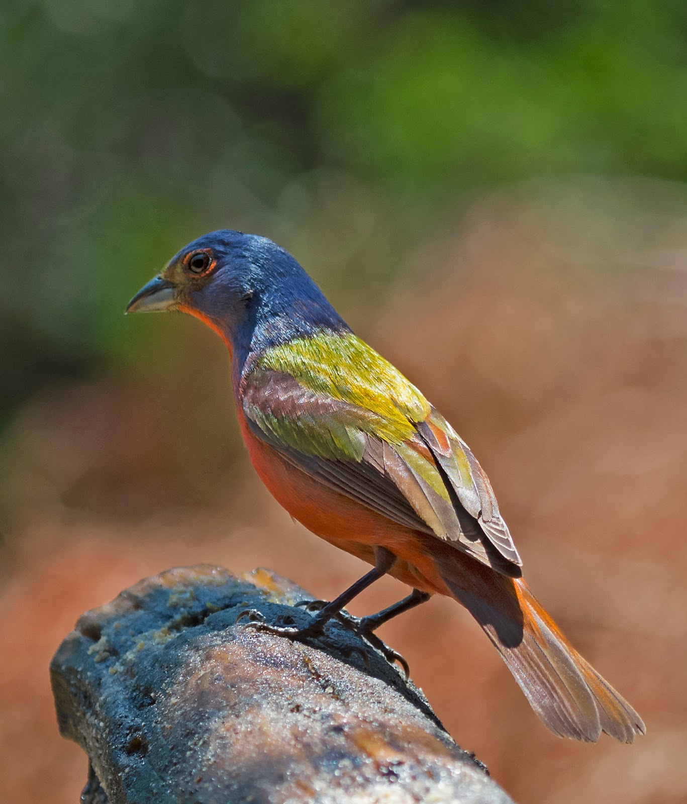 Edward Plumer Bird Blind at Pedernales Falls State Park