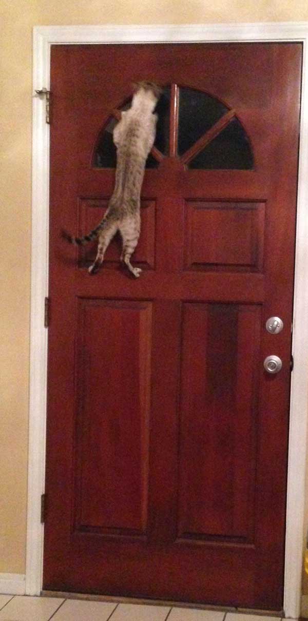 Nothing To Do With Arbroath 23 Nov 2014