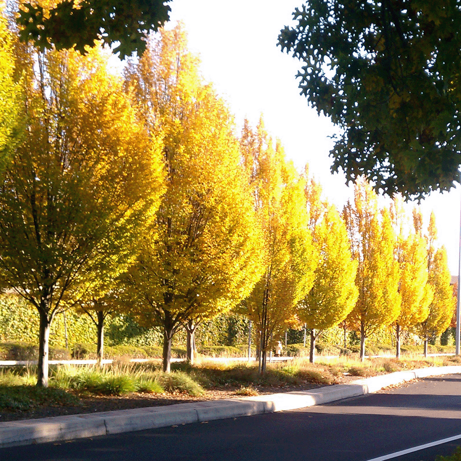 Eden By The Bay Street Trees Through the Seasons Columnar Hornbeam