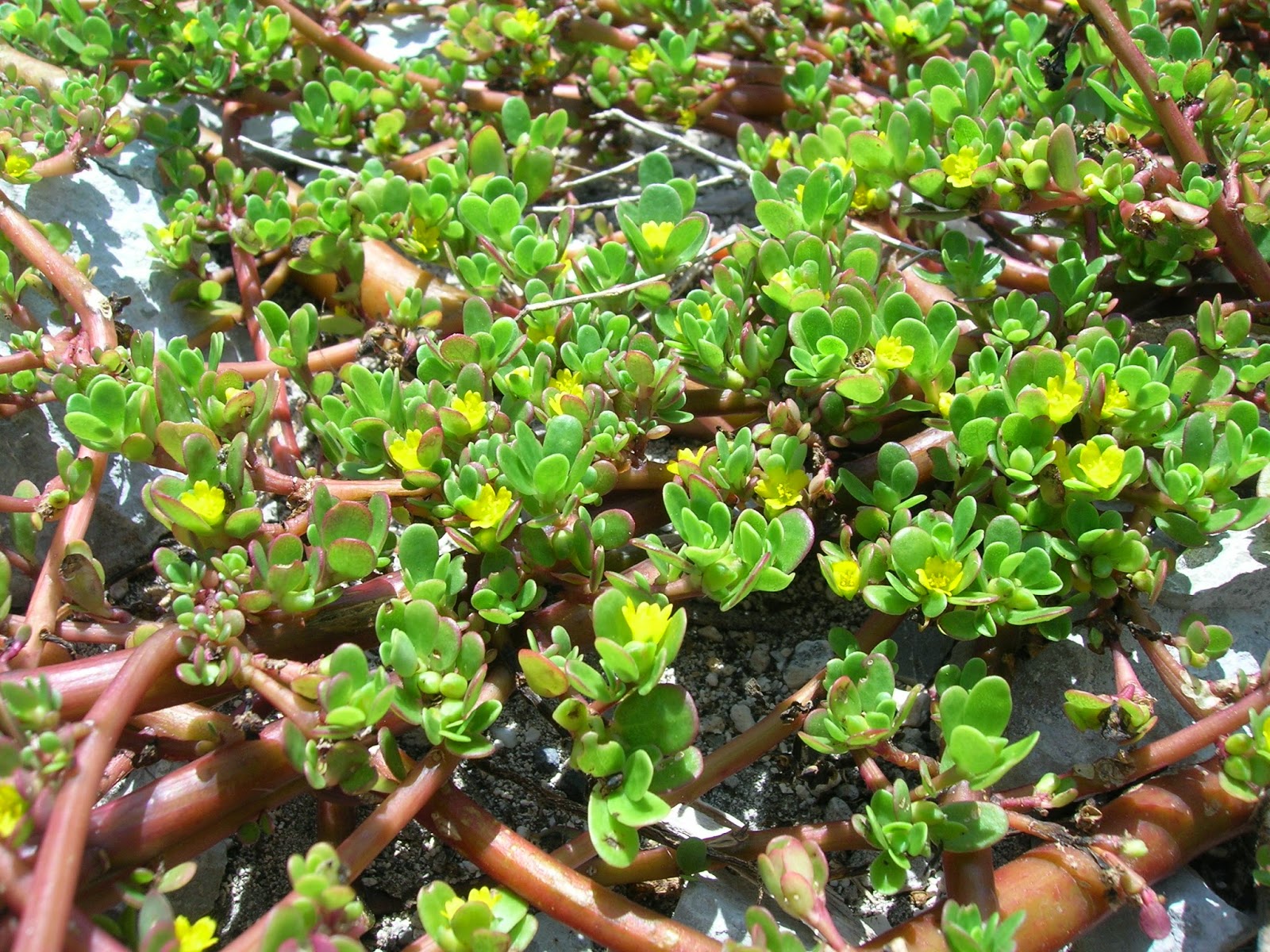 .: A Beldroega: Fonte natural de ômega-3