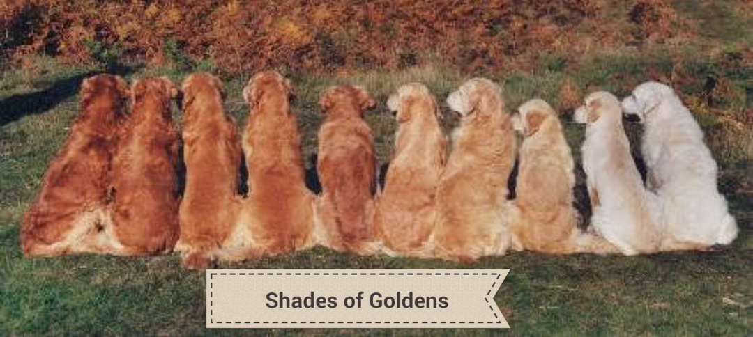 golden retriever of fox water farms golden retriever of fox water farms