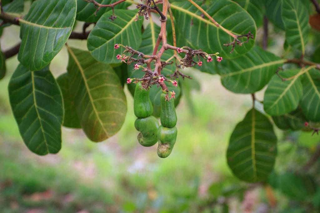 Covert Cashew The Secret Life of a Nut Kuriositas