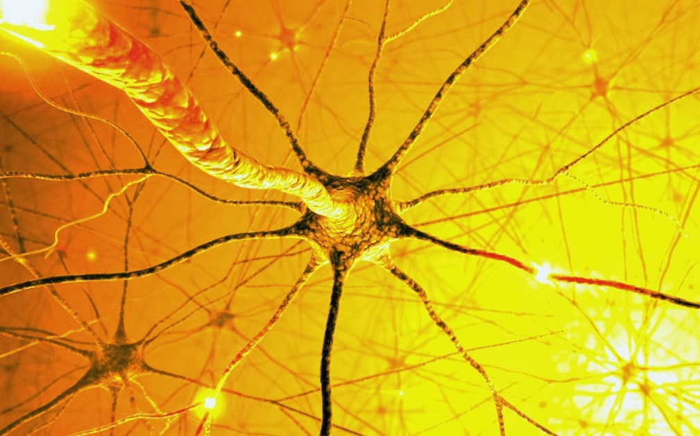 brain neuron connections brain neuron connections