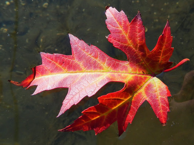 Yakima River Fall Colors