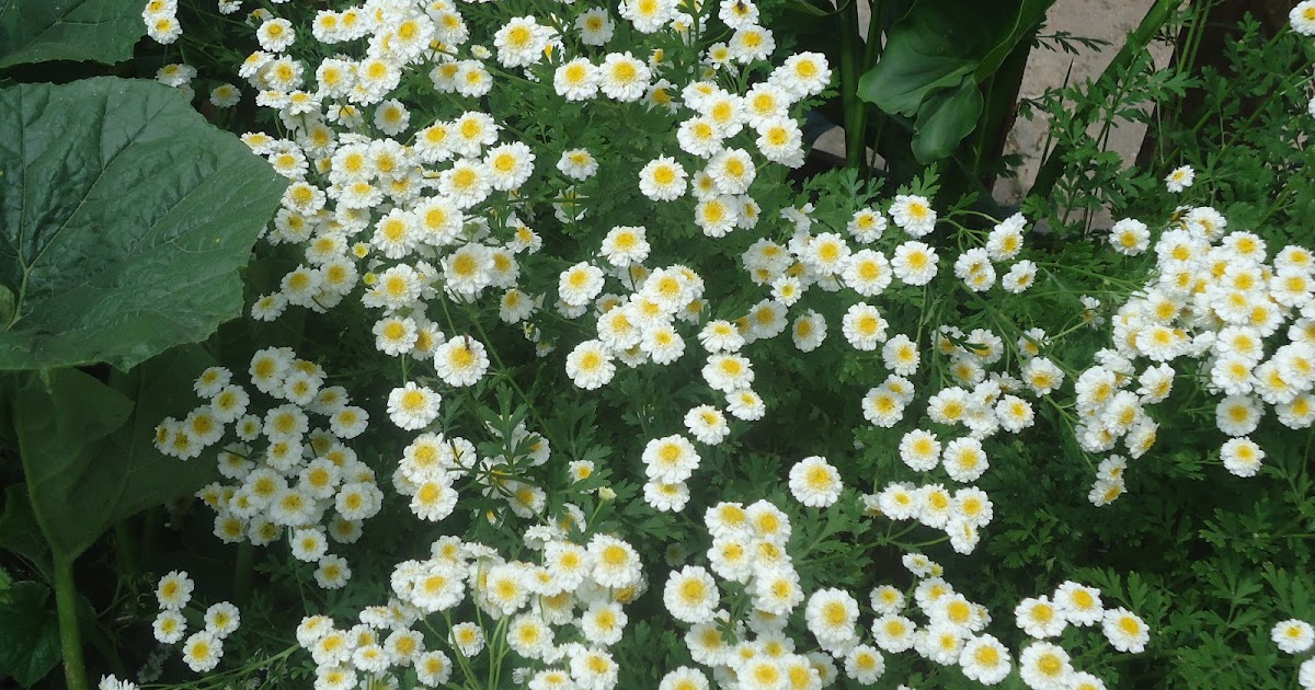minha Horta Biológica E mais algumas Flores lá do Jardim da Celeste minha Horta Biológica E mais algumas Flores lá do Jardim da Celeste