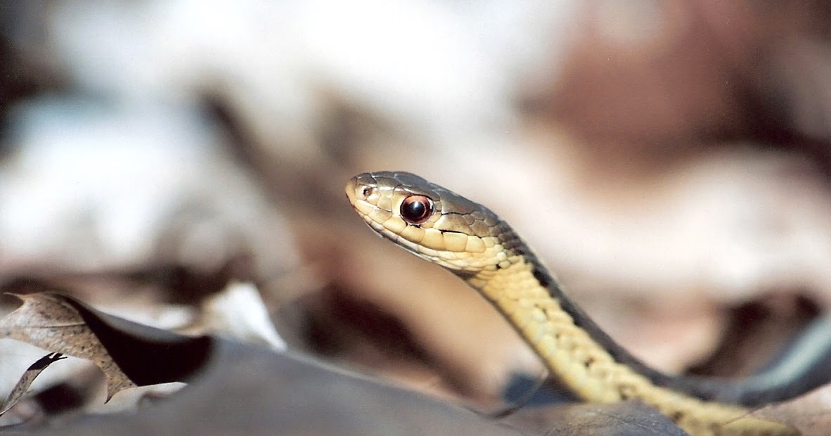 Isabella Conservation District Environmental Education Program A Snake