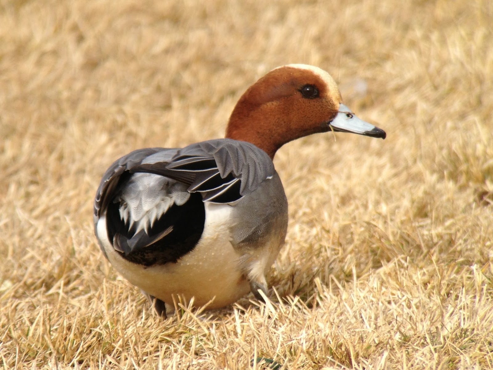 Eurasian Duck Discount Codes