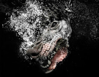 Foto cara perro entrando en agua