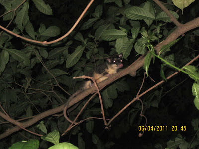 wildlife in Nicaragua