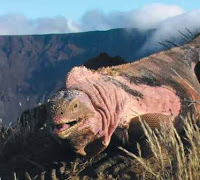 Volcan Wolf Pink Iguana on Isabela Island, Galapagos